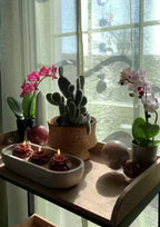 3 Wick Marigold Candle